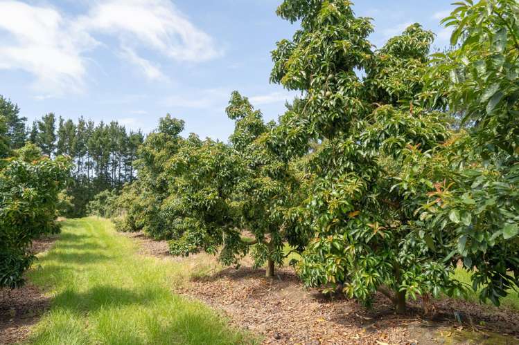 373 Kimberley Road Ngataki_15