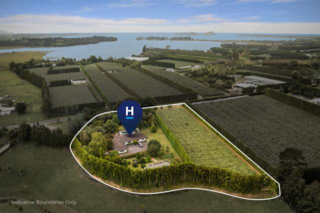 Organic Gold Kiwifruit and a Trophy Home!