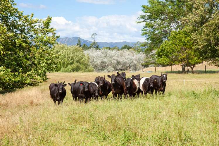191 Taihoa South Road Matamata_33