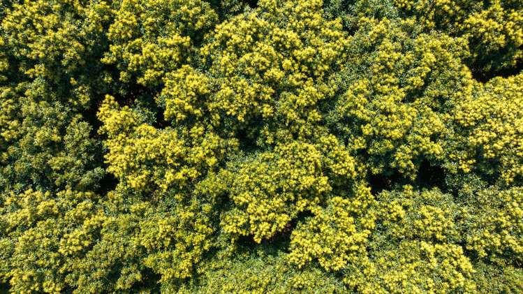 22a Sharp Road Aongatete_20