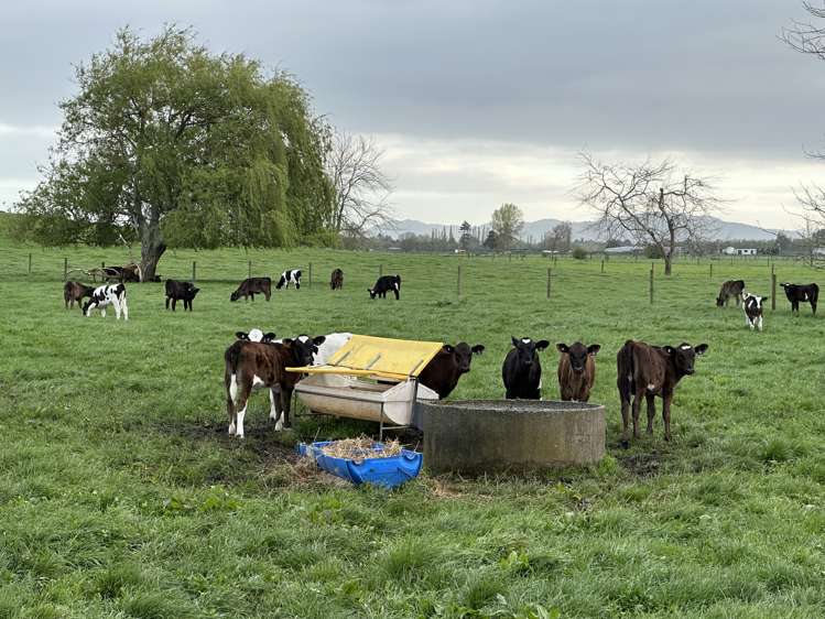 520 Lake Road Horsham Downs_11