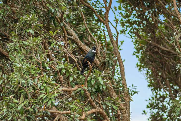 38 Pacific Parade Army Bay_7