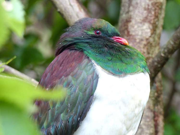 53 Kitewaho Road Swanson_36