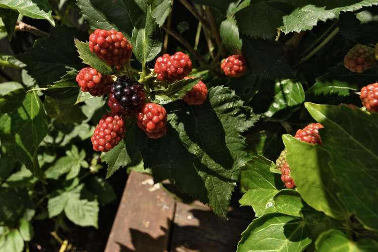 411B Ngatai Road Bellevue_4