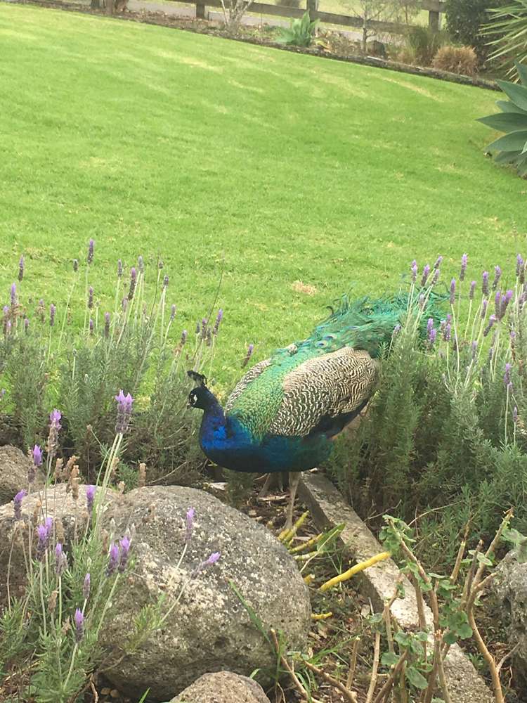 6 Top Road Dairy Flat_0