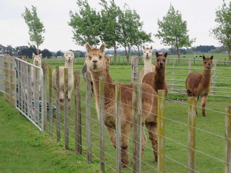 99 Spur Road West Feilding_20