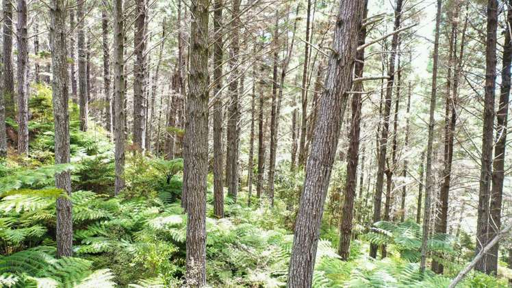 3211 Russell Road Whangaruru_11