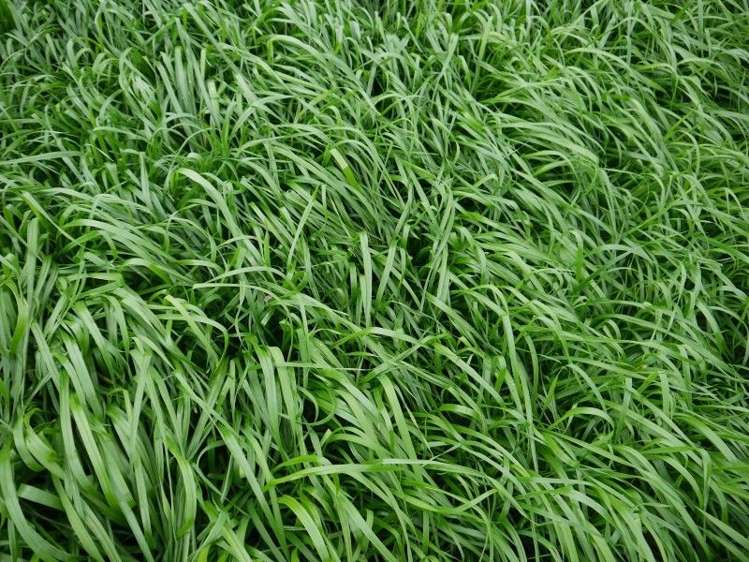 259 Waimata Road Dargaville Surrounds_17