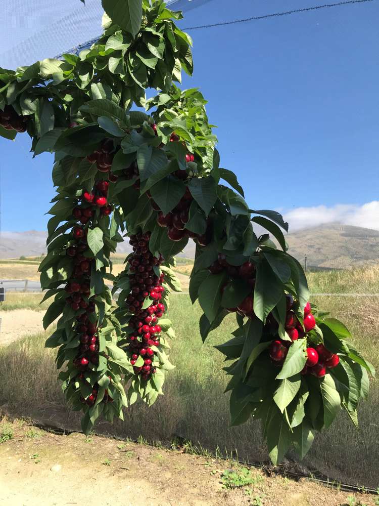 Mount Pisa Road Cromwell_11