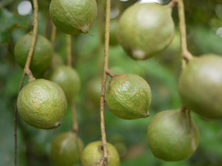 760 Allport Road Paengaroa_20