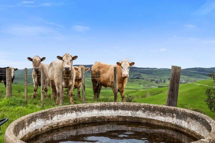 500 Tahuroa Road Tauwhare_36