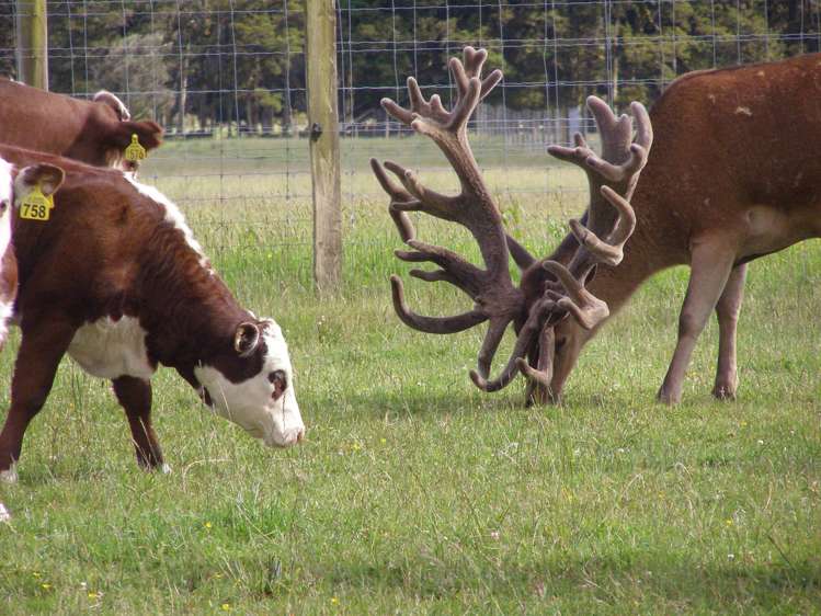97b Cook Flat Road Fox Glacier_21