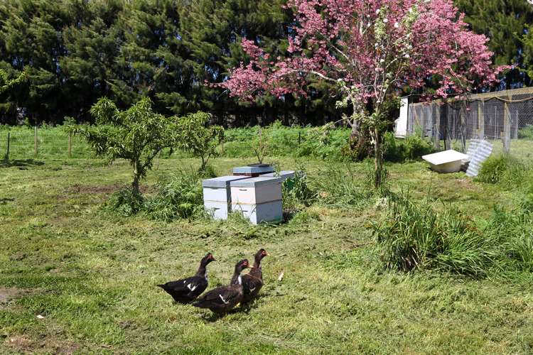 87 York Road Longlands_22