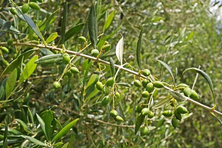 3699 Highway 22 Whangape_16