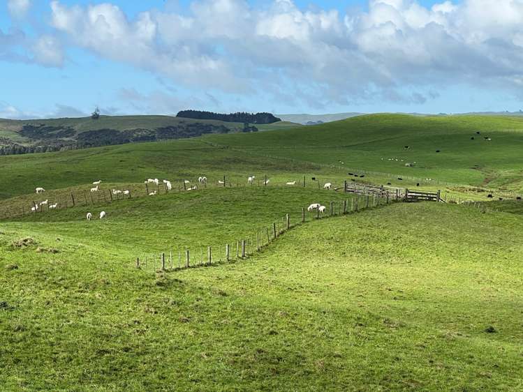 401 Waikaretu Valley Road Glen Murray_4