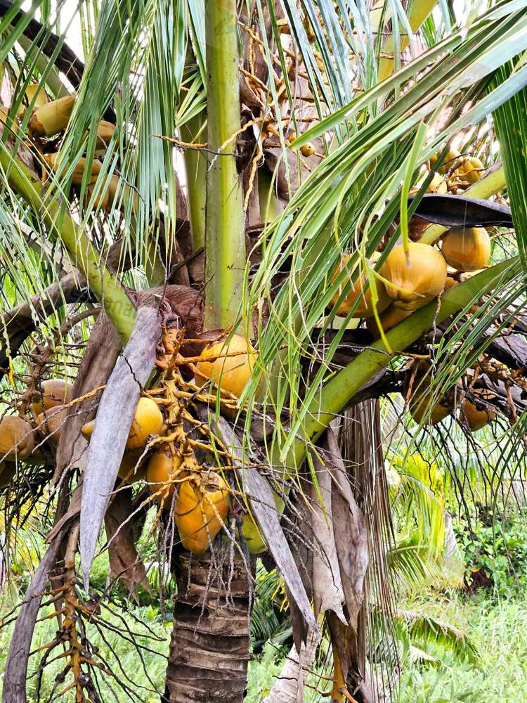 Address withheld Savusavu_2