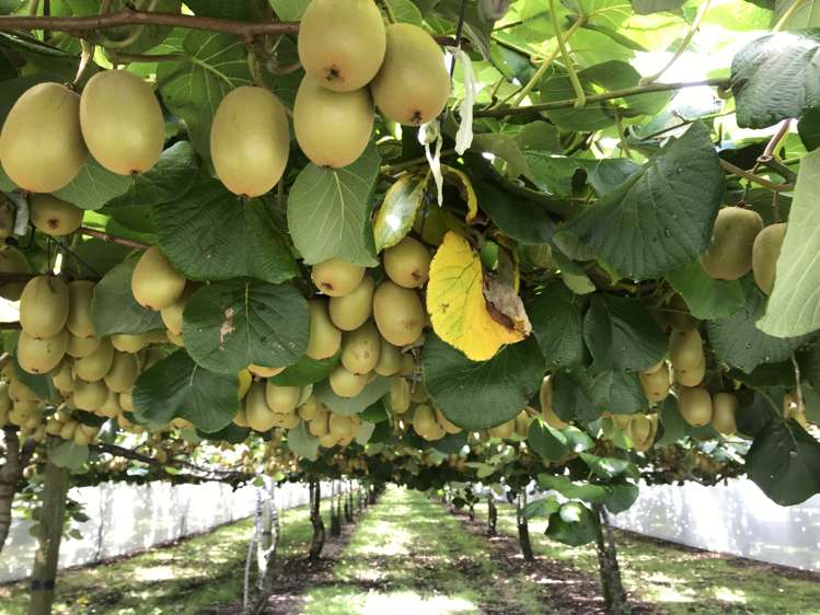 62 No 2 Road Te Puke_3