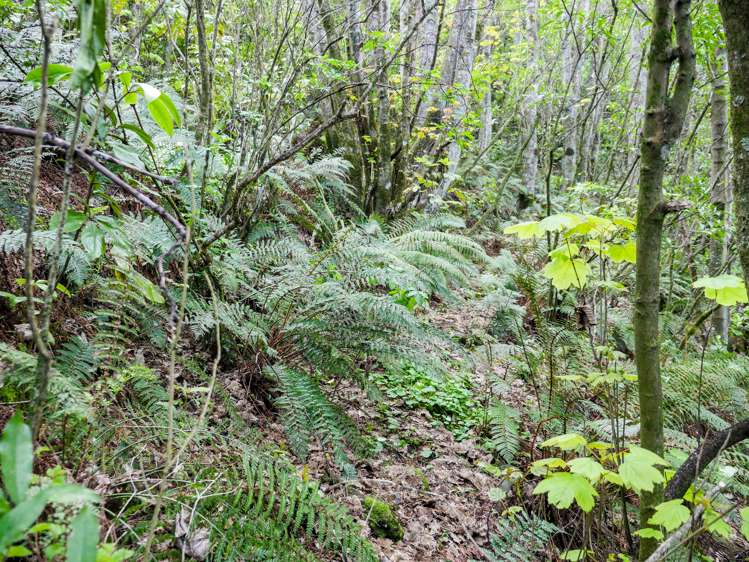 300 Helensburgh Road Helensburgh_16