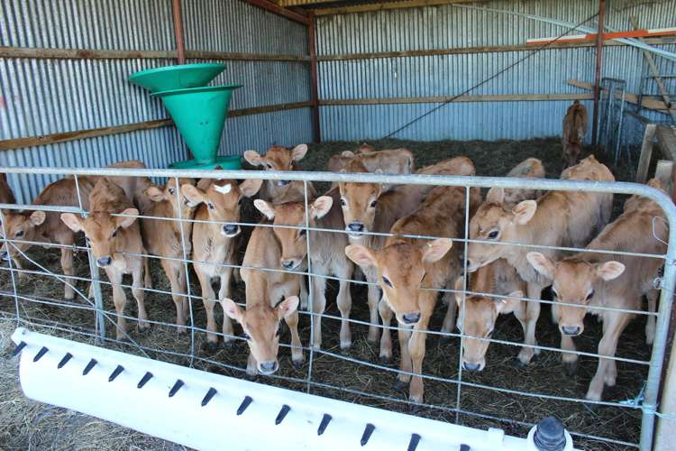 275 Cliff Road Eketahuna_10