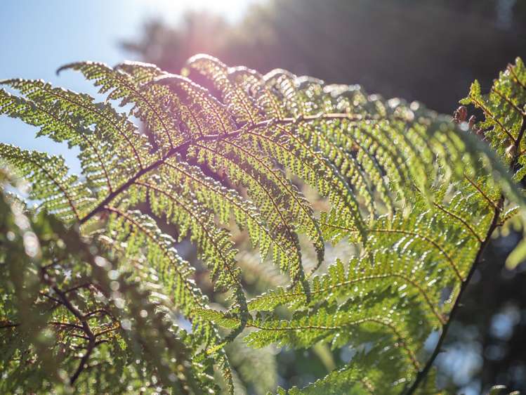 26 Dashper Drive Warkworth_31