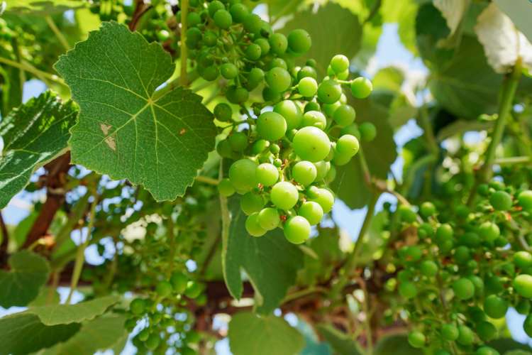 1602-1610 Tokanui Gorge Hwy Fortrose_22