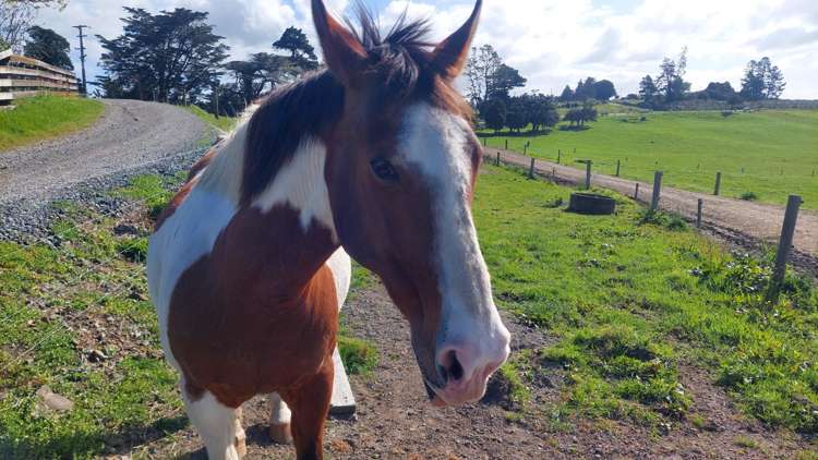 3308 State Highway 1 Hukerenui_14