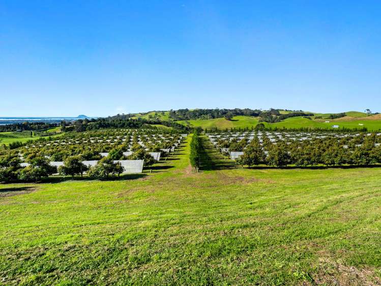 299b Whakamarama Road Whakamarama_24