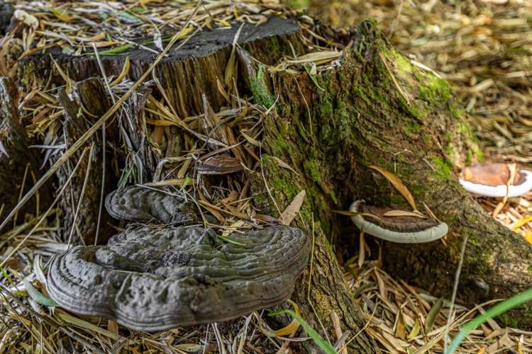 10 Oruawharo Road Topuni_41