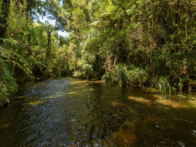 99c Ross Road Whakamarama_24