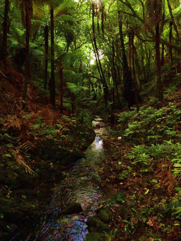 42 Matheson Road Hukerenui and Surrounds_12