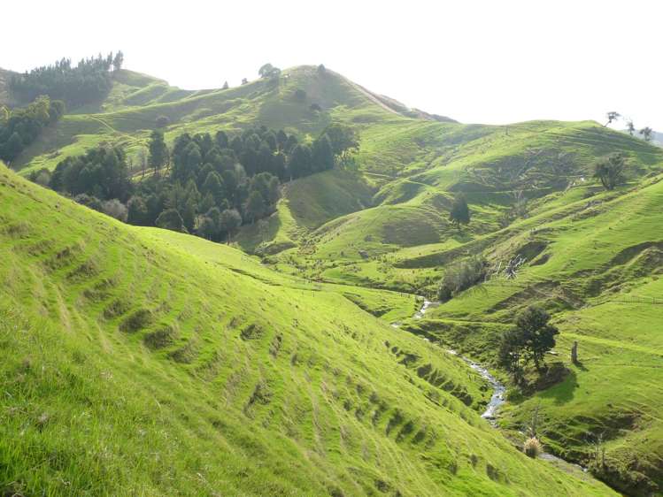 481 Moore Road Pipiwai_14