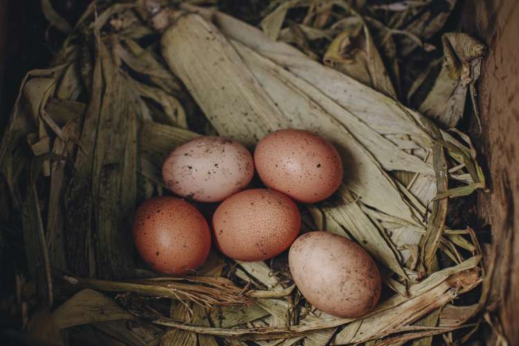 17 Pekanga Drive Fox Glacier_26