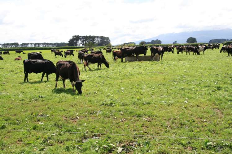 939 Auroa Road Auroa_24