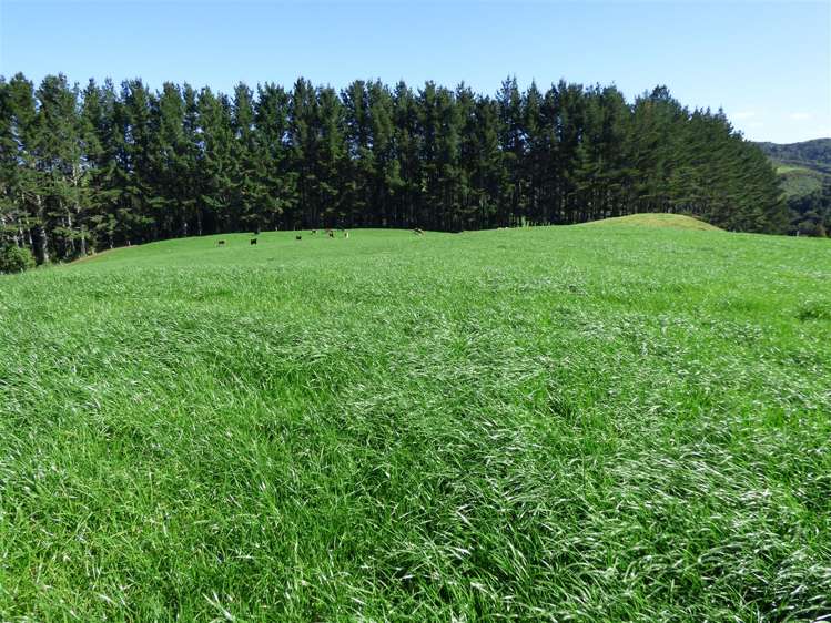 546 Ngutunui Road Otorohanga_11