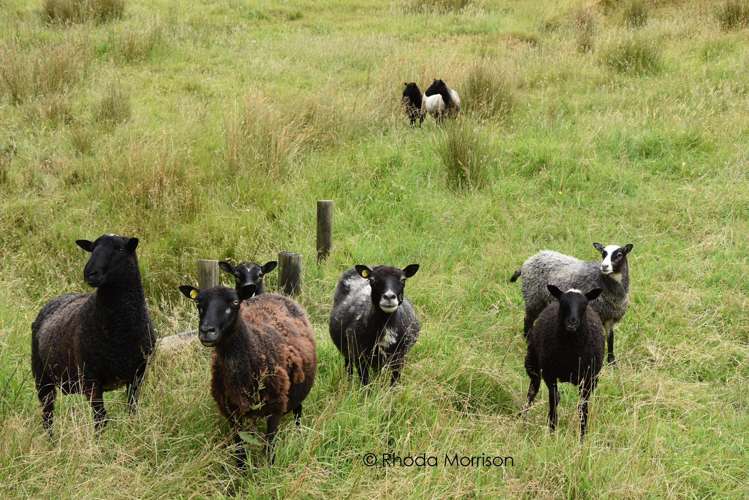 10 Te Pahi River Drive Paparoa_19