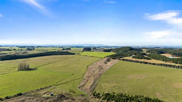 Lake Alice Road Bulls_4