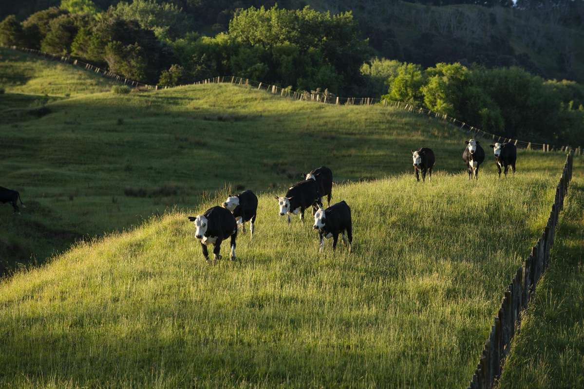 749 Kanakanaia Road_4