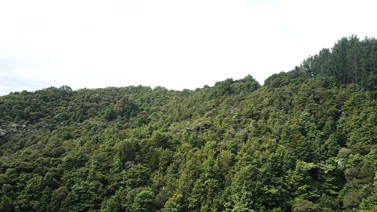 Mata Road Kohukohu_10