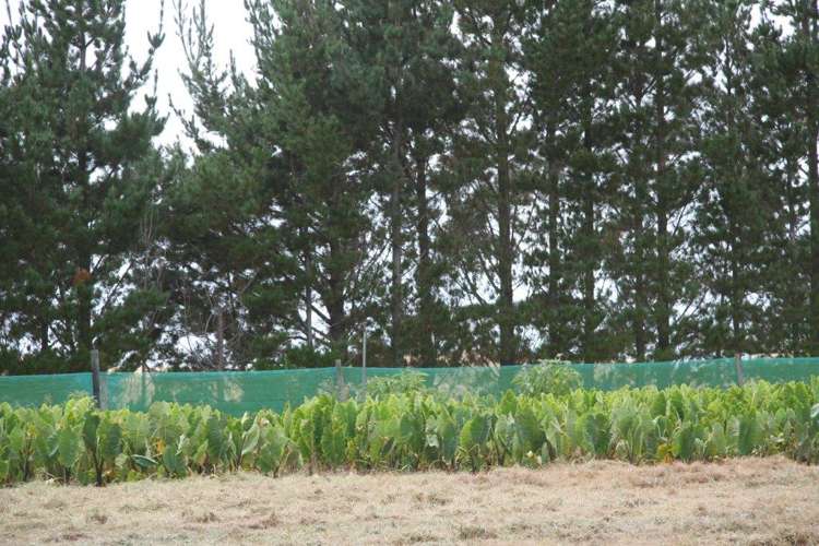 41 Mcmanus Road Houhora_21