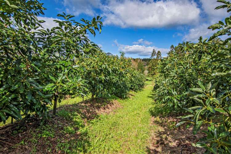 1272 Pipiwai Road Ruatangata_19