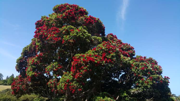 80 Riverview Road Kerikeri_10