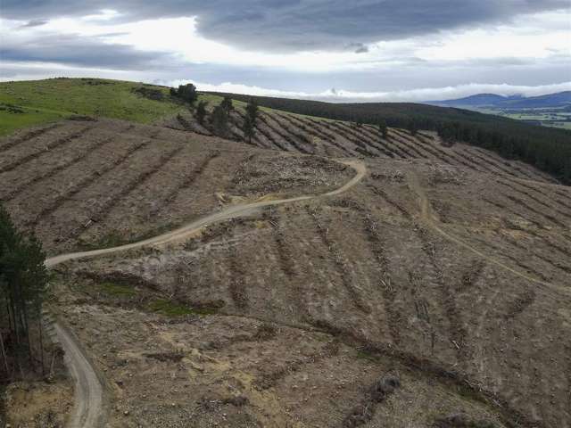 Dipton Forestry Opportunity - 65.7400ha