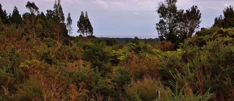 Blue Spur Road Hokitika_6