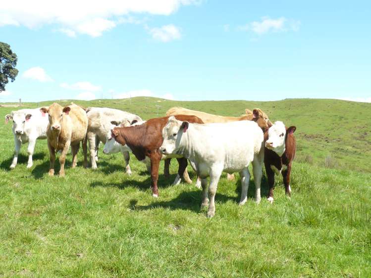 211 Parapara Road Taipa_18