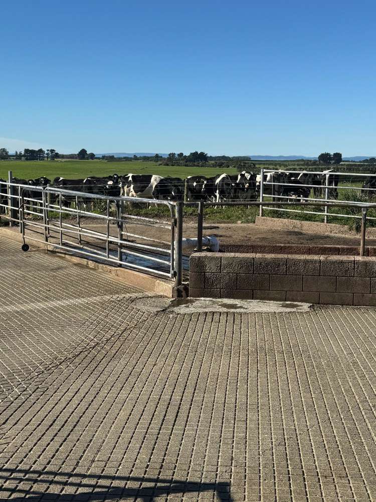 12 Shand Road, Farm 1 Rimu_6