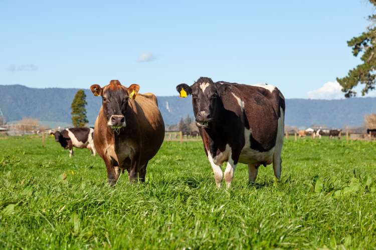 Alexandra Road Waharoa_14