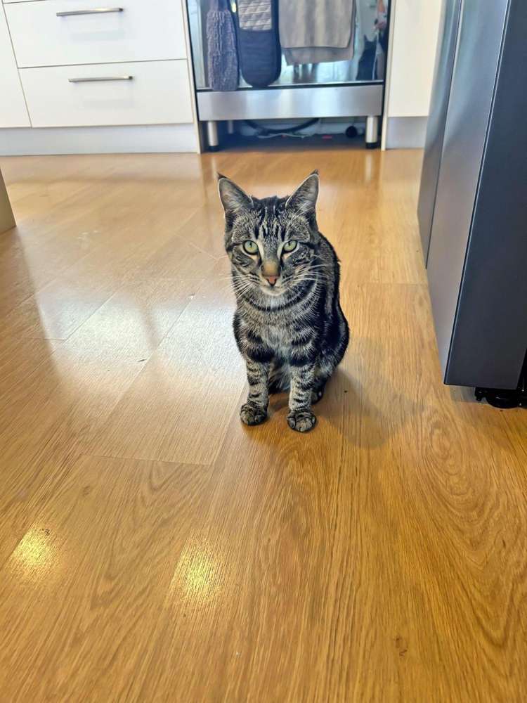 1 Tupelo Place Swannanoa_19