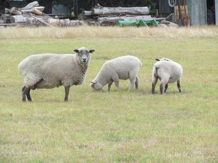 38 Barnswood Road Ruapuna_19