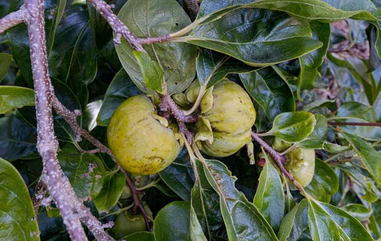 2079 Gordonton Road Taupiri_26