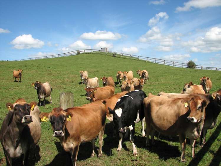 205 Gunn Road Waharoa_10